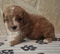 Buddy, a male Cavapoo for sale in Knox, PA – 1 of 3