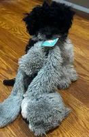 Rosebud , a female Bichpoo for sale in Knox, PA – 5 of 6
