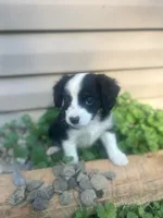 Chewie, a male Miniature Australian Shepherd for sale in Knox, PA – 3 of 3