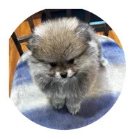 Tiffany, a female Pomeranian for sale in Knox, PA – 2 of 3