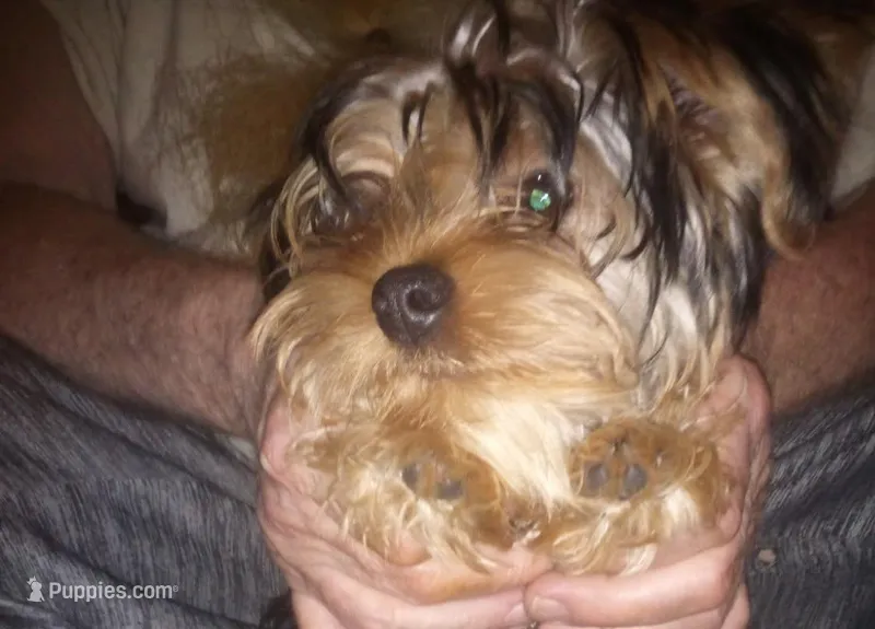 Max, a male Yorkshire Terrier for sale in Knox, PA – 1 of 1