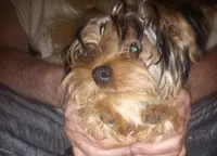 Max, a male Yorkshire Terrier for sale in Knox, PA – 1 of 1