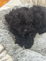 Tj, a male Yorkipoo for sale in Knox, PA – 1 of 1