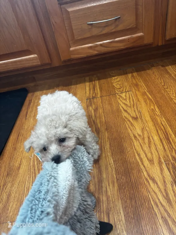 Baxter  – Bichpoo puppy for sale in Knox, PA