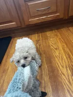 Baxter , a male Bichpoo for sale in Knox, PA – 1 of 1