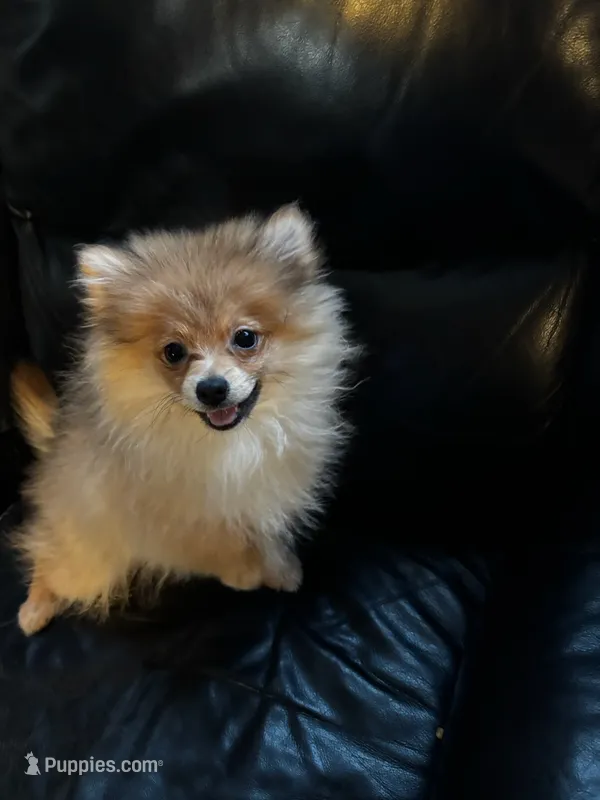Jasper  – Pomeranian puppy for sale in Knox, PA