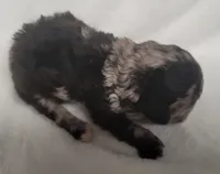Merin, a male Shihpoo and Poodle - Toy  for sale in Knox, PA – 2 of 3