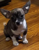 Cinder, a male Chihuahua for sale in Knox, PA – Photo 2 of 2