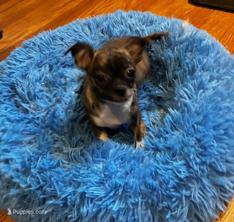 Cinder – Chihuahua puppy for sale in Knox, PA