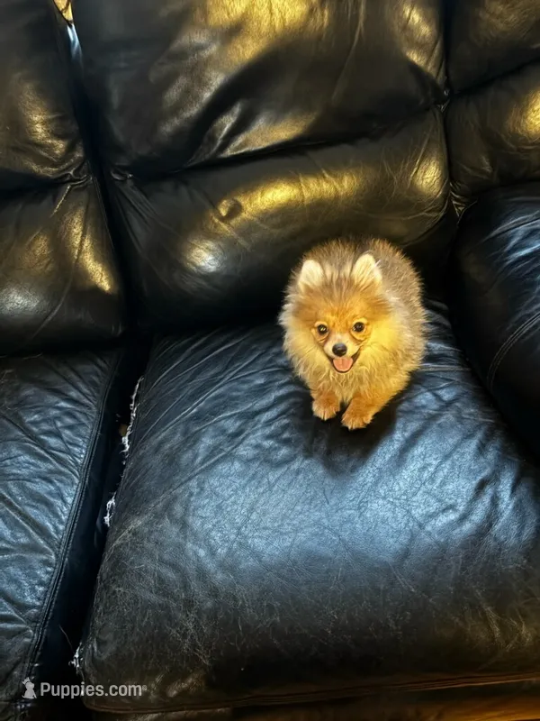 Bella – Pomeranian puppy for sale in Knox, PA