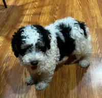Teddy, a male Poodle - Miniature  and Miniature Bernedoodle for sale in Knox, PA – 2 of 3