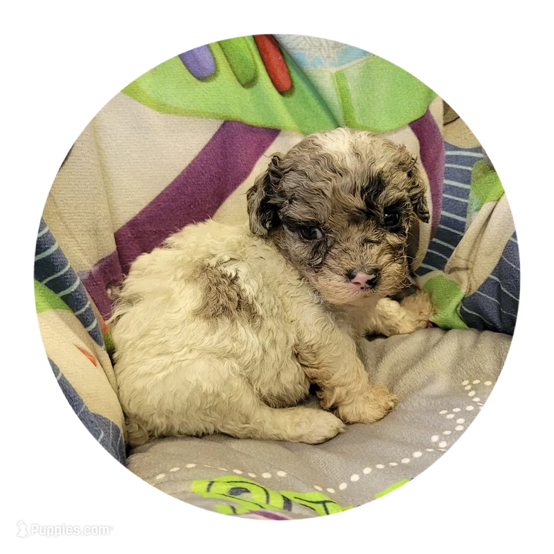 Patch – Shihpoo, Poodle - Toy  puppy for sale in Knox, PA