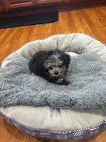 Merin, a male Shihpoo and Poodle - Toy  for sale in Knox, PA – 2 of 3