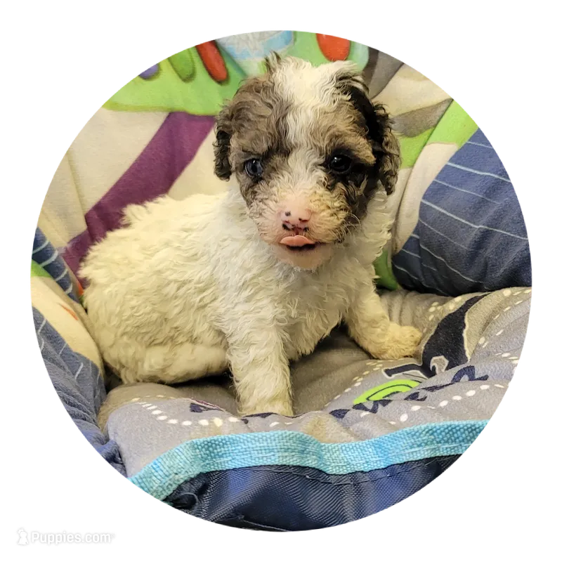 Slate – Shihpoo puppy for sale in Knox, PA