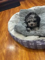 Merin, a male Shihpoo and Poodle - Toy  for sale in Knox, PA – 3 of 3