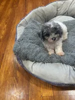 Patch, a male Shihpoo and Poodle - Toy  for sale in Knox, PA – 3 of 5
