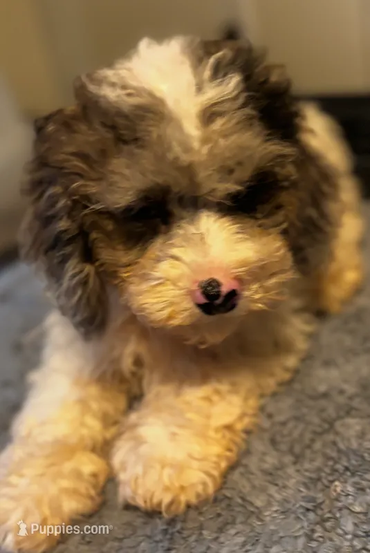 Charlie  – Yorkipoo puppy for sale in Knox, PA