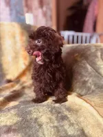 Hershey, a male Poodle - Toy  and Morkie for sale in Knox, PA – Photo 3 of 4