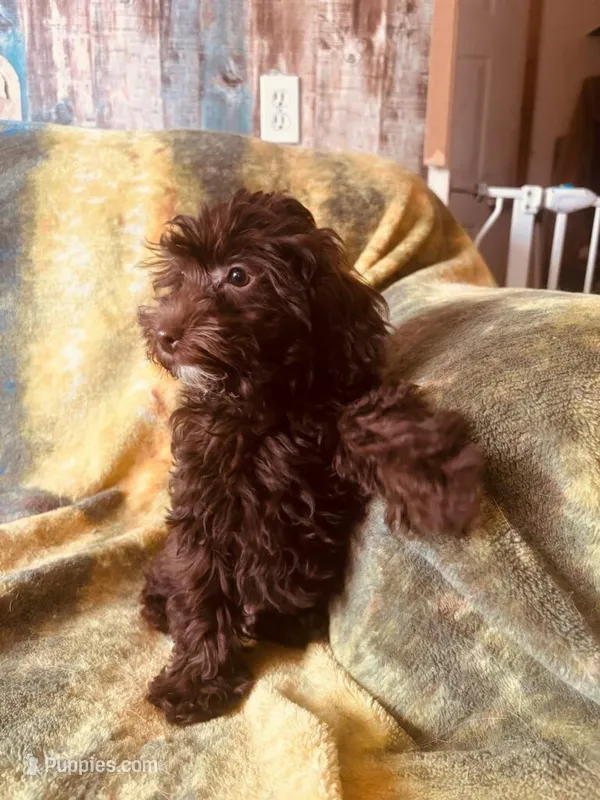 Hershey – Poodle - Toy , Morkie puppy for sale in Knox, PA