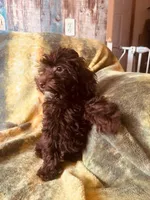 Hershey, a male Poodle - Toy  and Morkie for sale in Knox, PA – Photo 1 of 4