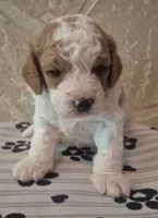 Baxter , a male Cavapoo for sale in Knox, PA – 2 of 3