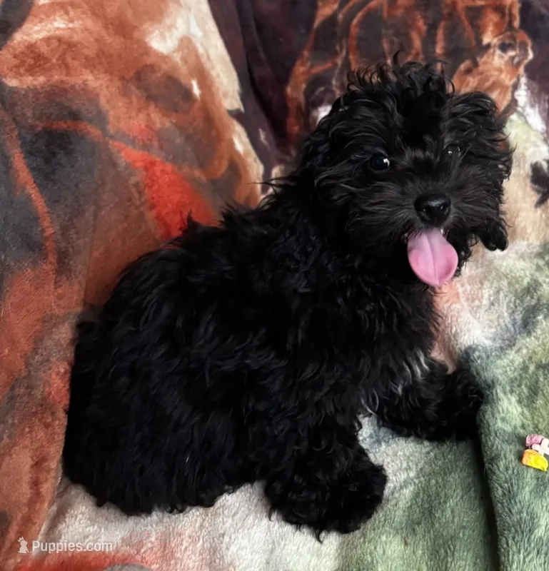 Tj – Yorkipoo puppy for sale in Knox, PA