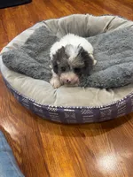 Slate, a male Shihpoo for sale in Knox, PA – 2 of 2