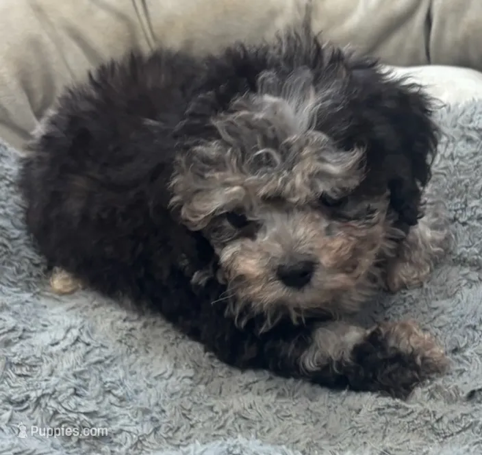 Cooper  – Yorkipoo puppy for sale in Knox, PA