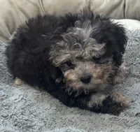 Cooper , a male Yorkipoo for sale in Knox, PA – 1 of 1