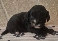Bear, a male Cavapoo for sale in Knox, PA – 2 of 3