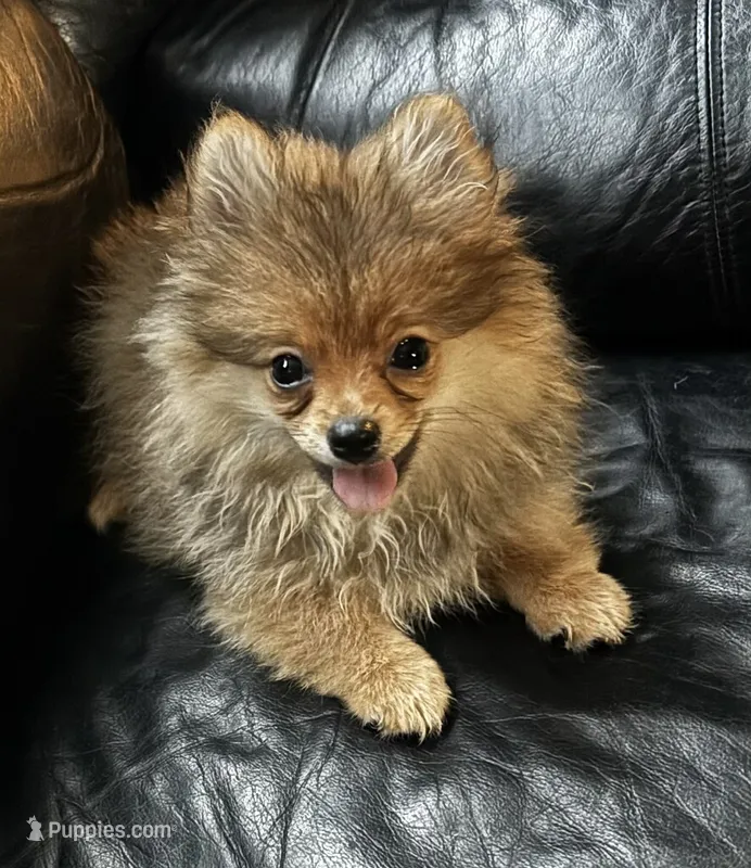 Bella – Pomeranian puppy for sale in Knox, PA
