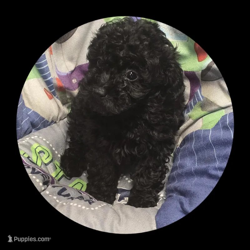 Shadow – Poodle - Toy  puppy for sale in Knox, PA