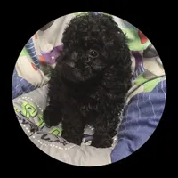 Photo of Shadow