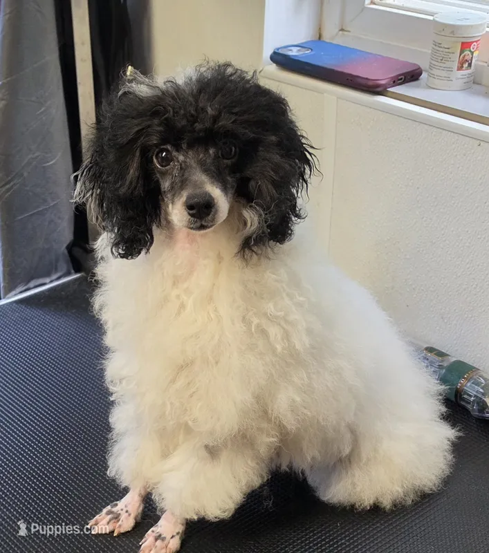 Rosebud  – Poodle - Toy  puppy for sale in Knox, PA