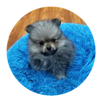 Rosebud , a female Pomeranian for sale in Knox, PA – 2 of 2