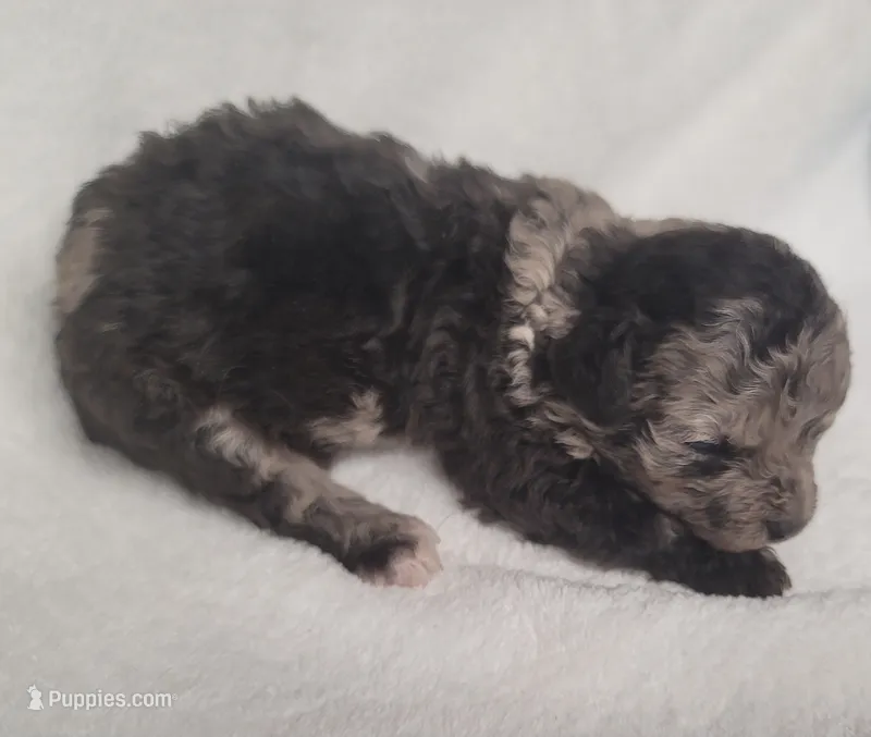 Merin – Shihpoo, Poodle - Toy  puppy for sale in Knox, PA