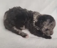 Merin, a male Shihpoo and Poodle - Toy  for sale in Knox, PA – 3 of 3
