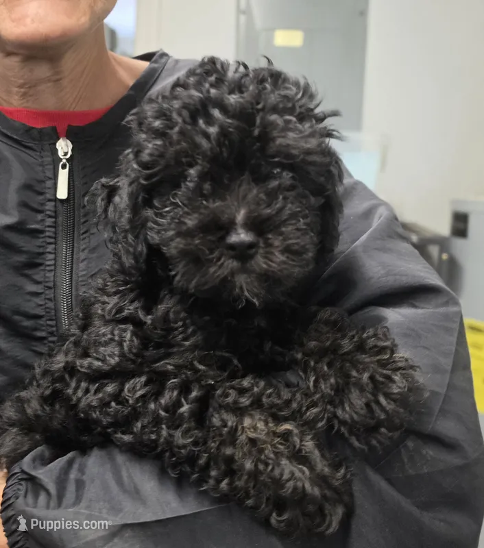 Nova – Poodle - Toy  puppy for sale in Knox, PA