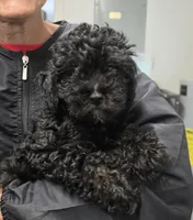 Nova, a male Poodle - Toy  for sale in Knox, PA – 1 of 1
