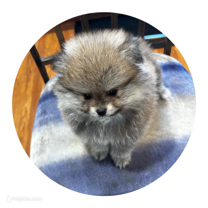 Tiffany – Pomeranian puppy for sale in Knox, PA