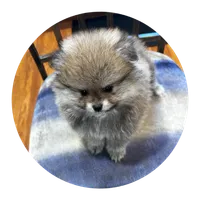Tiffany, a female Pomeranian for sale in Knox, PA – 1 of 3