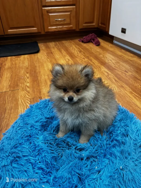 Jasper  – Pomeranian puppy for sale in Knox, PA