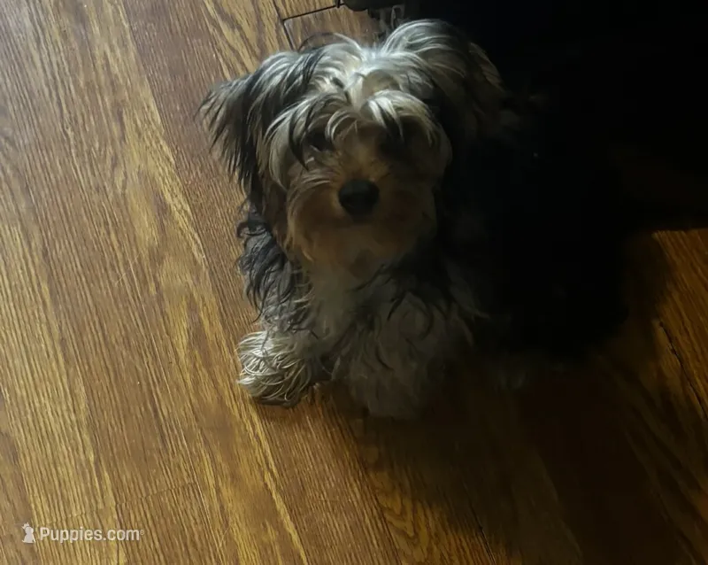 Max – Yorkshire Terrier puppy for sale in Knox, PA