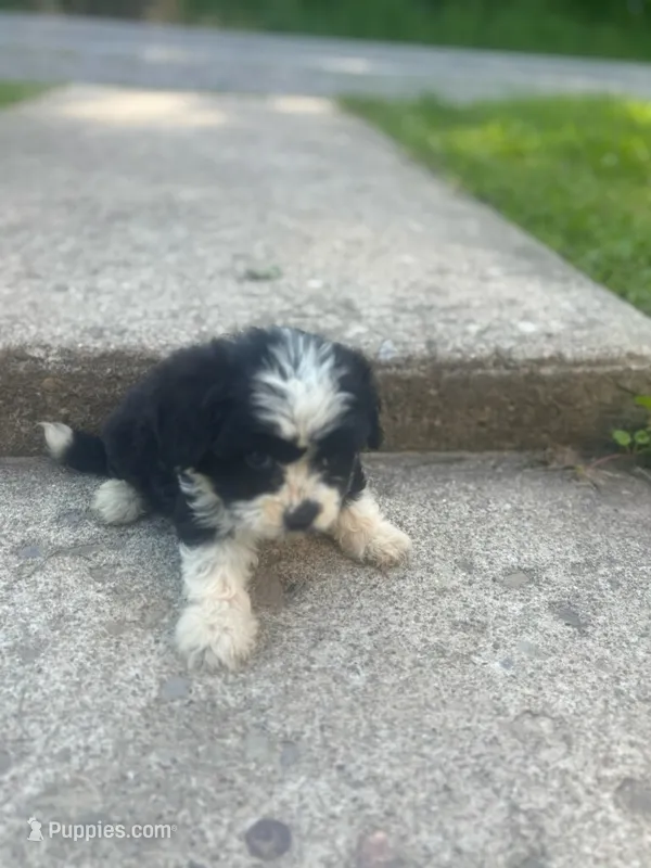 Sasha  – Miniature Australian Shepherd puppy for sale in Knox, PA