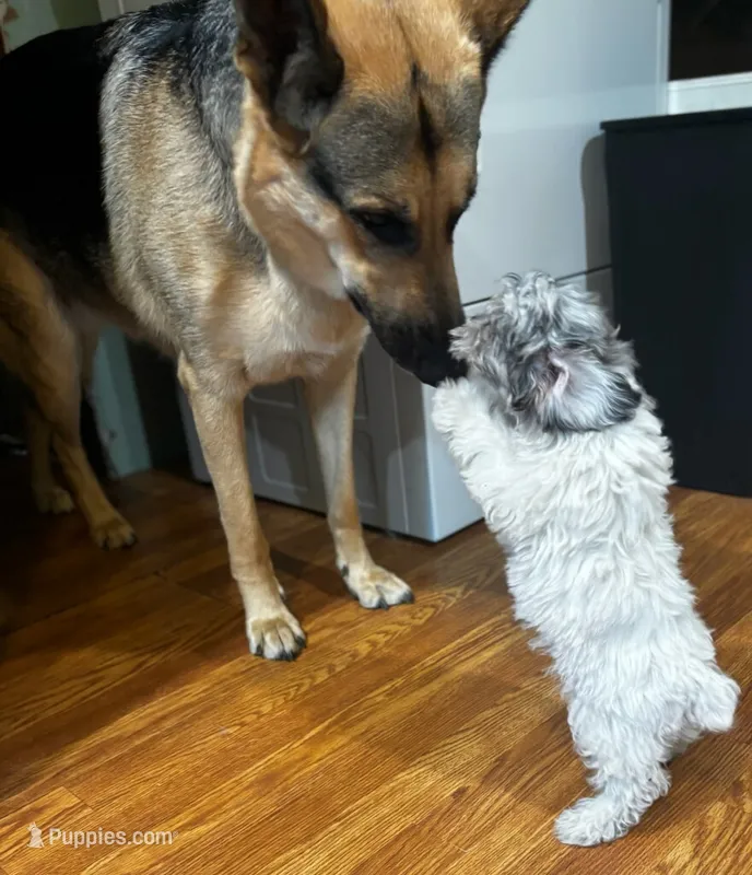 Sara – Yorkipoo, Poodle - Toy  puppy for sale in Knox, PA