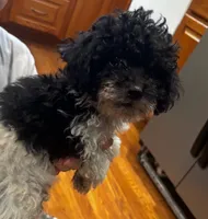Rosebud , a female Bichpoo for sale in Knox, PA – 4 of 6
