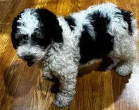 Teddy, a male Poodle - Miniature  and Miniature Bernedoodle for sale in Knox, PA – 3 of 3