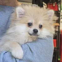 Cooper, a male Pomeranian for sale in Knox, PA – 2 of 2