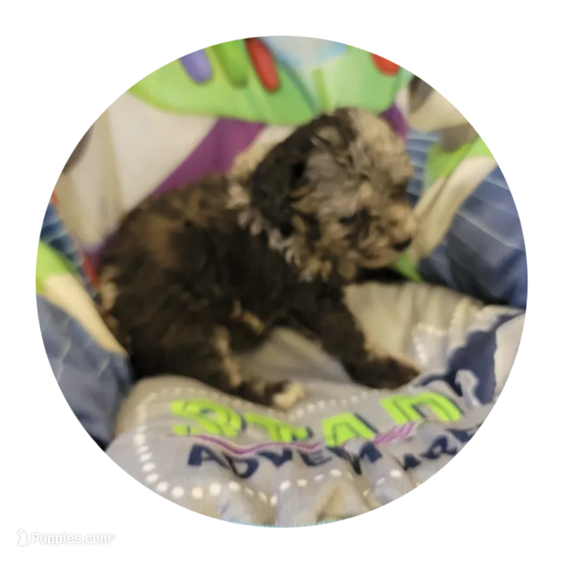 Merin – Shihpoo, Poodle - Toy  puppy for sale in Knox, PA