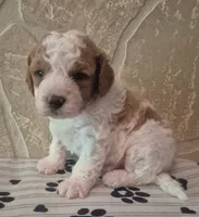 Baxter , a male Cavapoo for sale in Knox, PA – 3 of 3